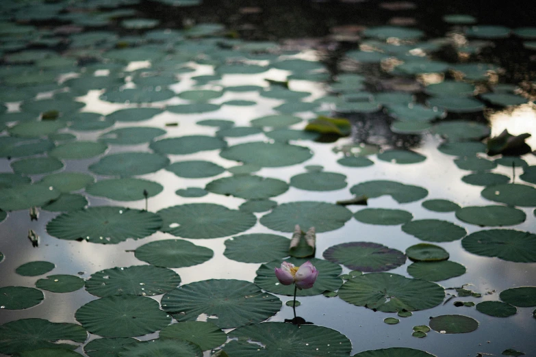 a pink flower sitting on top of a body of water, a picture, pond with frogs and lilypads, alessio albi, fine art print, 2022 photograph