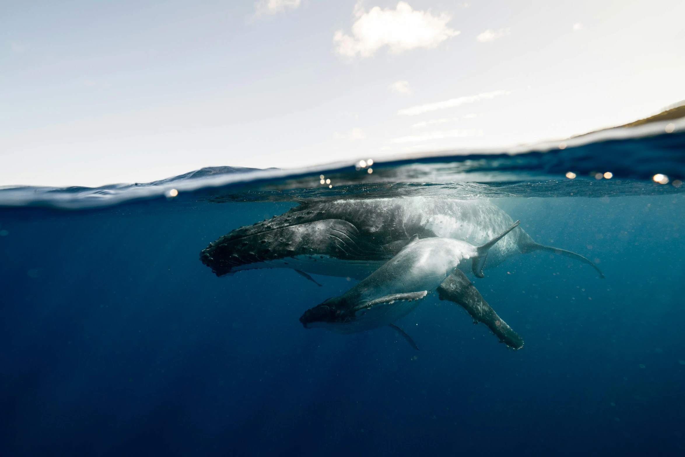 a mother humpback and her calf swimming in the ocean, a picture, by Matt Stewart, unsplash contest winner, low angle 8k hd nature photo, lachlan bailey, fine art print, multiple stories