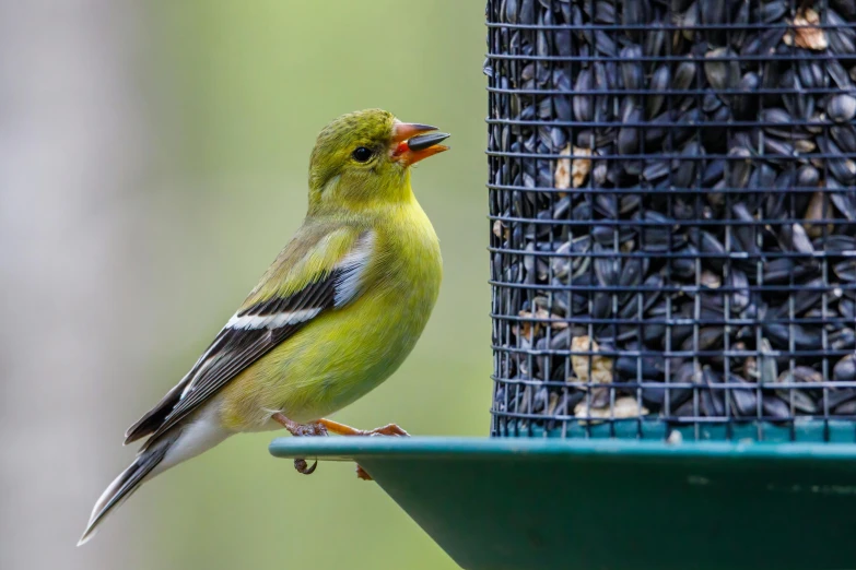 a close up of a bird on a bird feeder, trending on pexels, yellow, bowl filled with food, scottish, a green