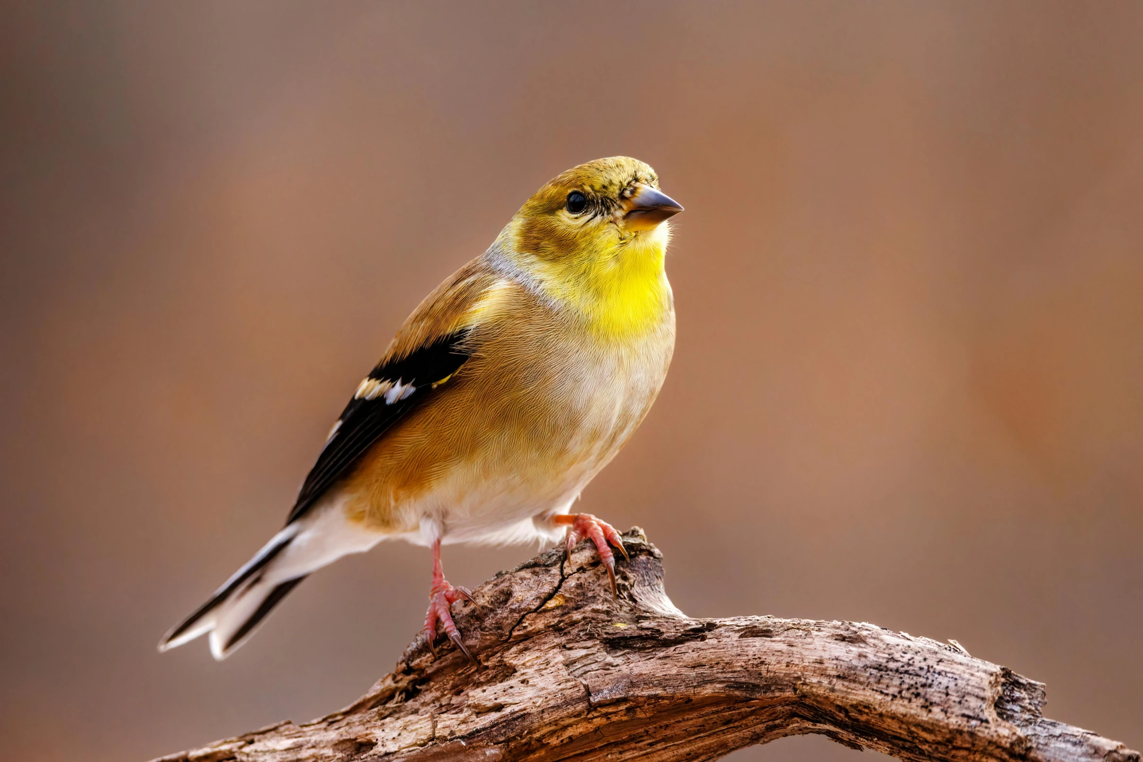 a small yellow bird perched on a branch, a portrait, trending on pexels, baroque, mid 2 0's female, mixed animal, a wooden, paul barson