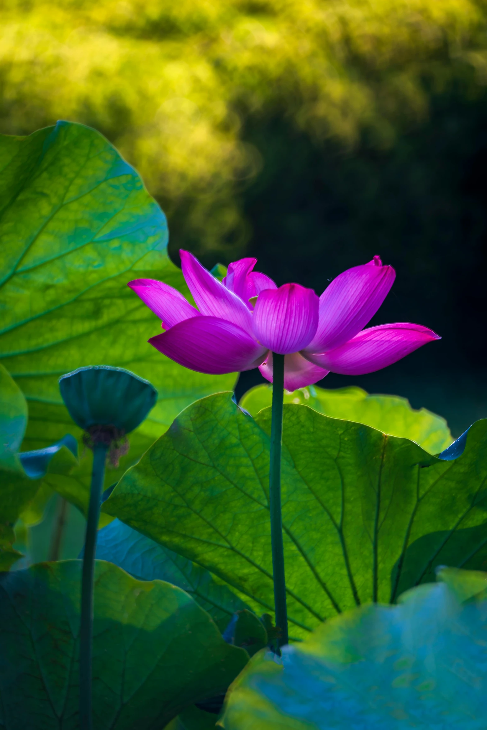 a pink flower sitting on top of a lush green field, lotus pond, paul barson, traditional chinese, lpoty