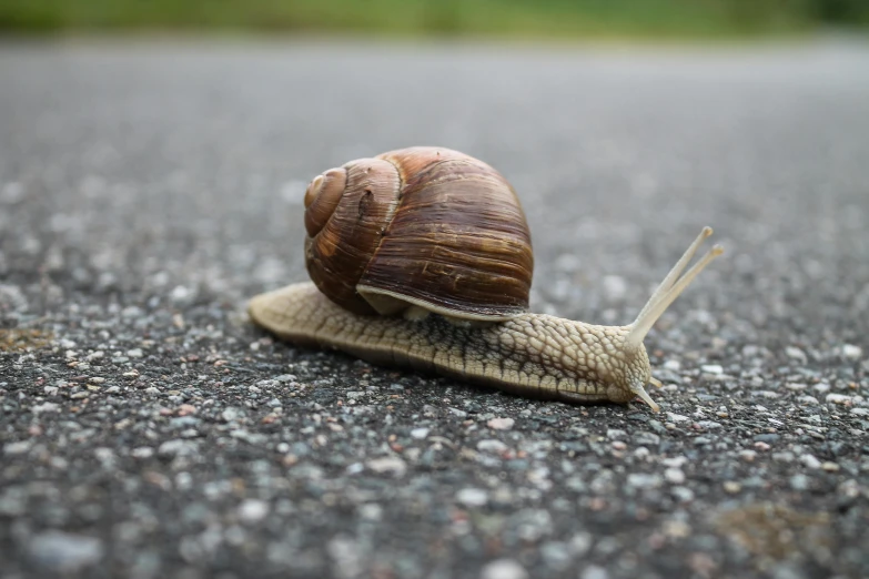 a close up of a snail on a road, by Schelte a Bolswert, foto realista, 15081959 21121991 01012000 4k, alessio albi, performance