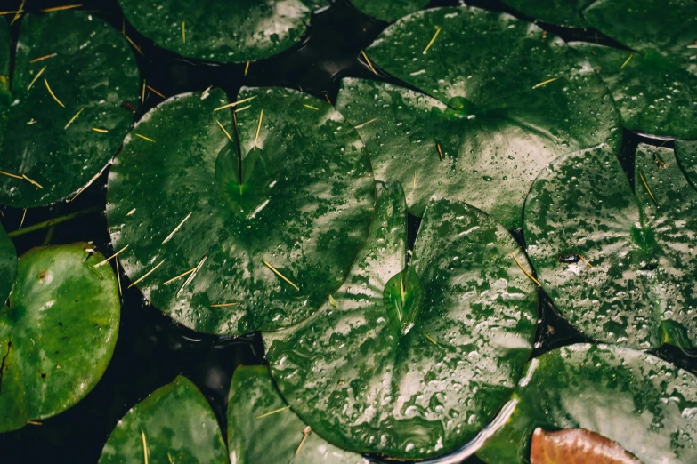 a group of green leaves floating on top of a body of water, an album cover, inspired by Elsa Bleda, trending on unsplash, hurufiyya, lily pad, ayahuasca ceremony, gardening, just after rain