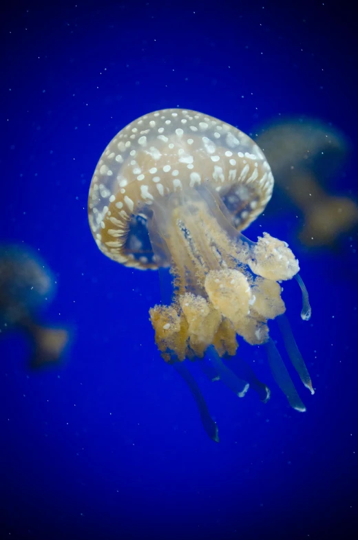 a group of jellyfish swimming in an aquarium, unsplash, arabesque, with a blue background, single, dome, f / 2 0