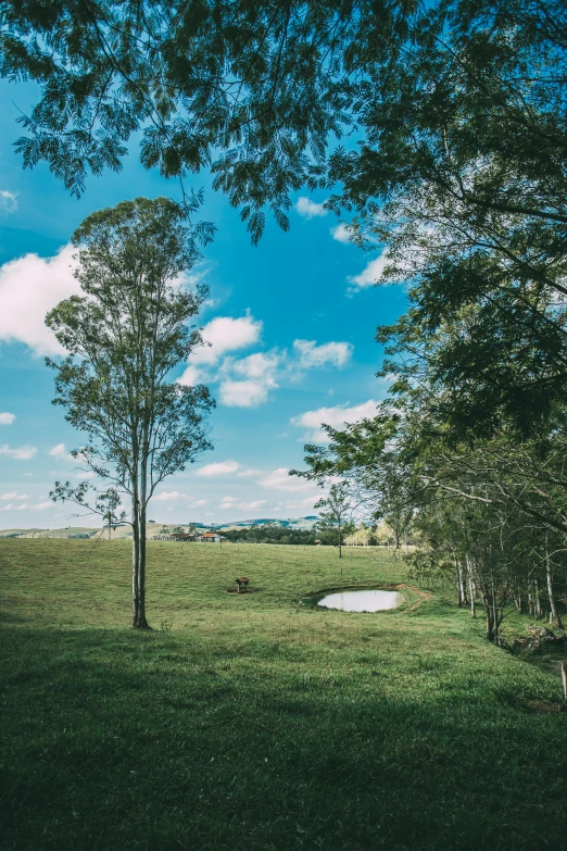 a bench sitting in the middle of a lush green field, tamborine, next to farm fields and trees, skies, milk