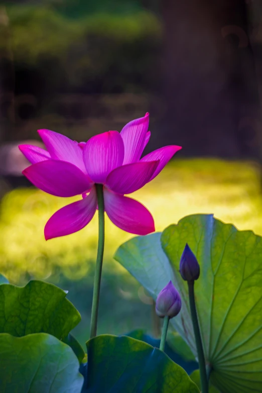 a pink flower sitting on top of a lush green field, lotus pond, paul barson, striking colour, qi sheng luo