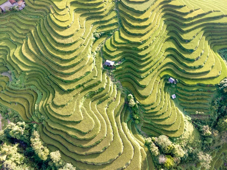 a group of people standing on top of a lush green field, by Jan Rustem, pexels contest winner, sumatraism, staggered terraces, intricately detailed scales, view from helicopter, hou china