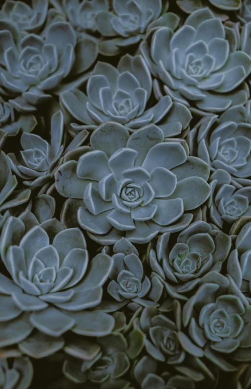 a close up of a bunch of succulents, an album cover, inspired by Edward Weston, blue tint ektachrome film, grey, repeating pattern, a 35mm photo