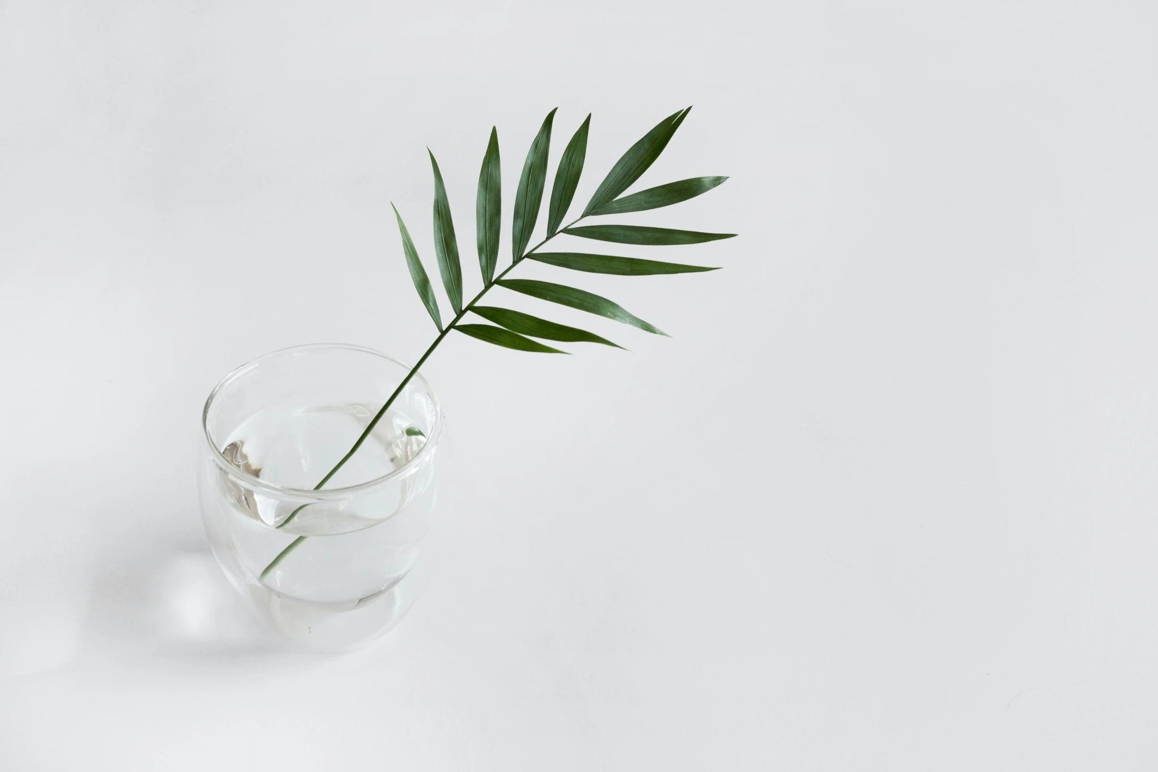 a close up of a plant in a glass of water, a still life, inspired by Robert Mapplethorpe, trending on pexels, minimalism, fern, matte white background, background image, multiple stories