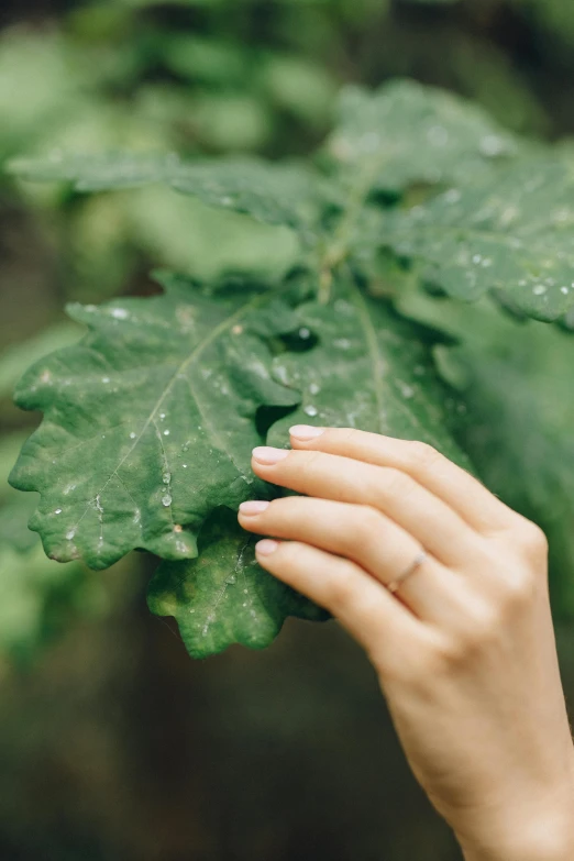 a person holding a green leaf in their hand, inspired by Elsa Bleda, trending on pexels, renaissance, white fungal spores everywhere, lush landscaping, jovana rikalo, unclipped fingernails