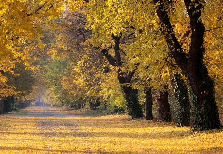 a street lined with lots of trees covered in yellow leaves, by Istvan Banyai, beautiful random images, gilt-leaf winnower, frans lanting, sunny park background