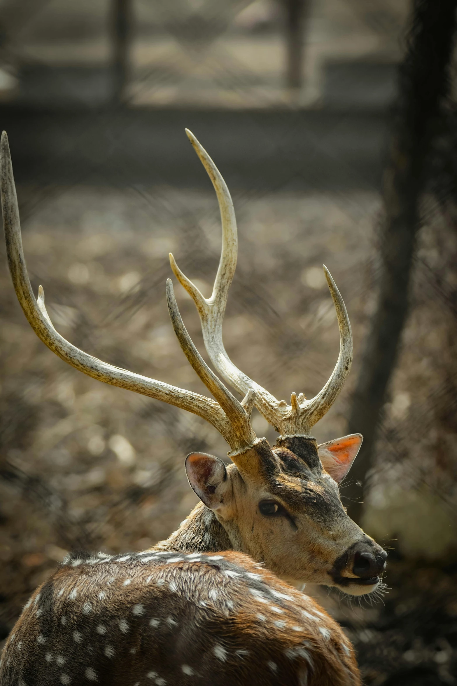 a deer that is laying down in the dirt, a portrait, pexels contest winner, horns on head, today\'s featured photograph 4k, portrait of tall, dappled