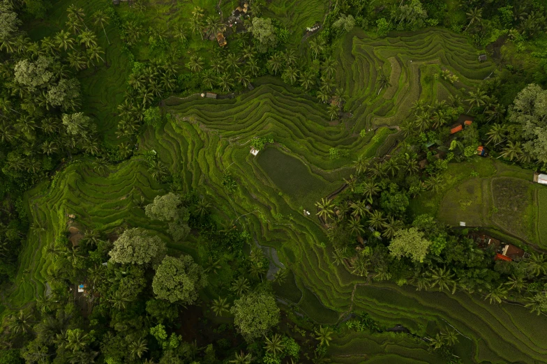 a group of people standing on top of a lush green field, by Daren Bader, pexels contest winner, sumatraism, an exquisite 3 d map, deep jungle texture, terraced orchards and ponds, plane
