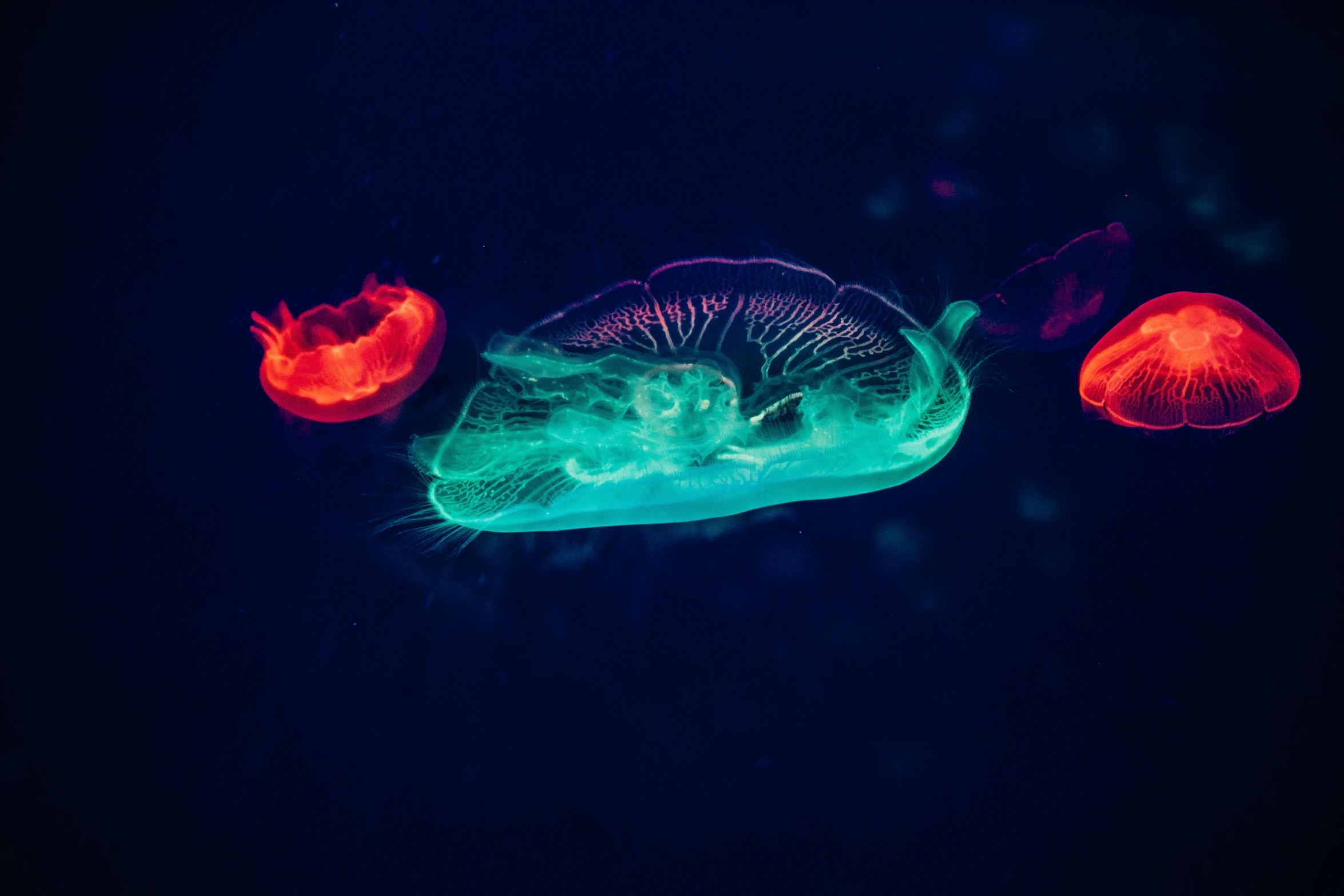 a group of jellyfish swimming next to each other, a microscopic photo, by Adam Marczyński, unsplash contest winner, generative art, red and blue neon, tardigrade in space, the inside of a ufo, 2022 photograph