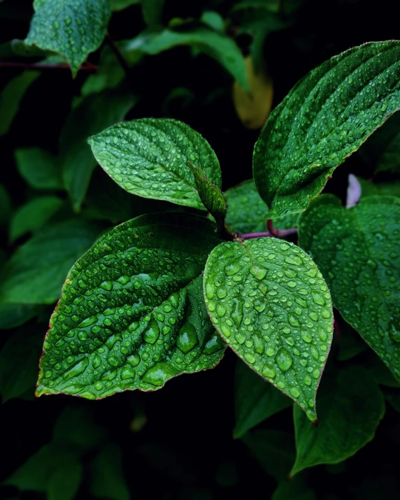 a green plant with water droplets on it, inspired by Elsa Bleda, unsplash, photorealism, salvia, mint leaves, today\'s featured photograph 4k, hydrangea