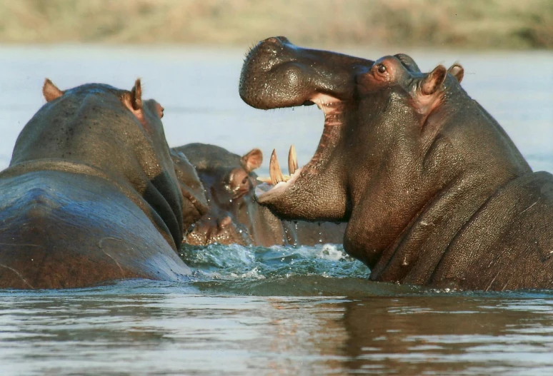 a group of hippos in the water with their mouths open, pexels contest winner, hurufiyya, slide show, 2040, fan favorite, highly ornate