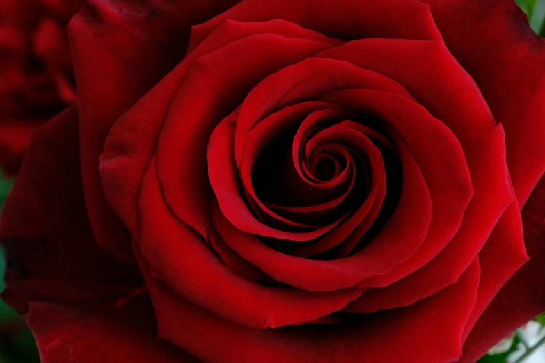 a close up of a red rose with green leaves, by Valentine Hugo, pexels contest winner, spiral, good night, full frame image, today\'s featured photograph 4k