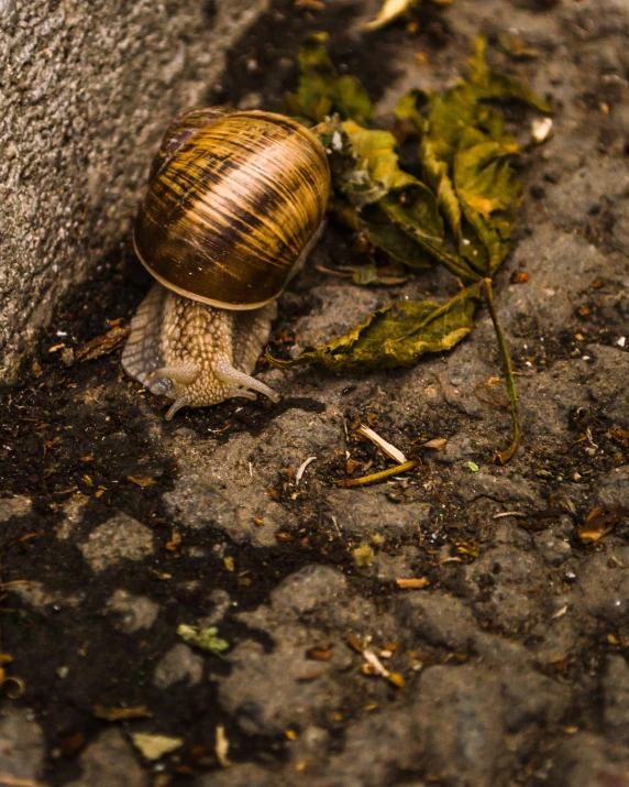 a snail crawling on the ground next to a wall, by Jan Tengnagel, unsplash, 15081959 21121991 01012000 4k