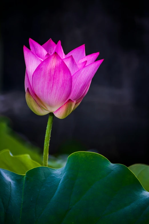 a pink lotus flower sitting on top of a green leaf, paul barson, yun ling, vibrant setting, lpoty