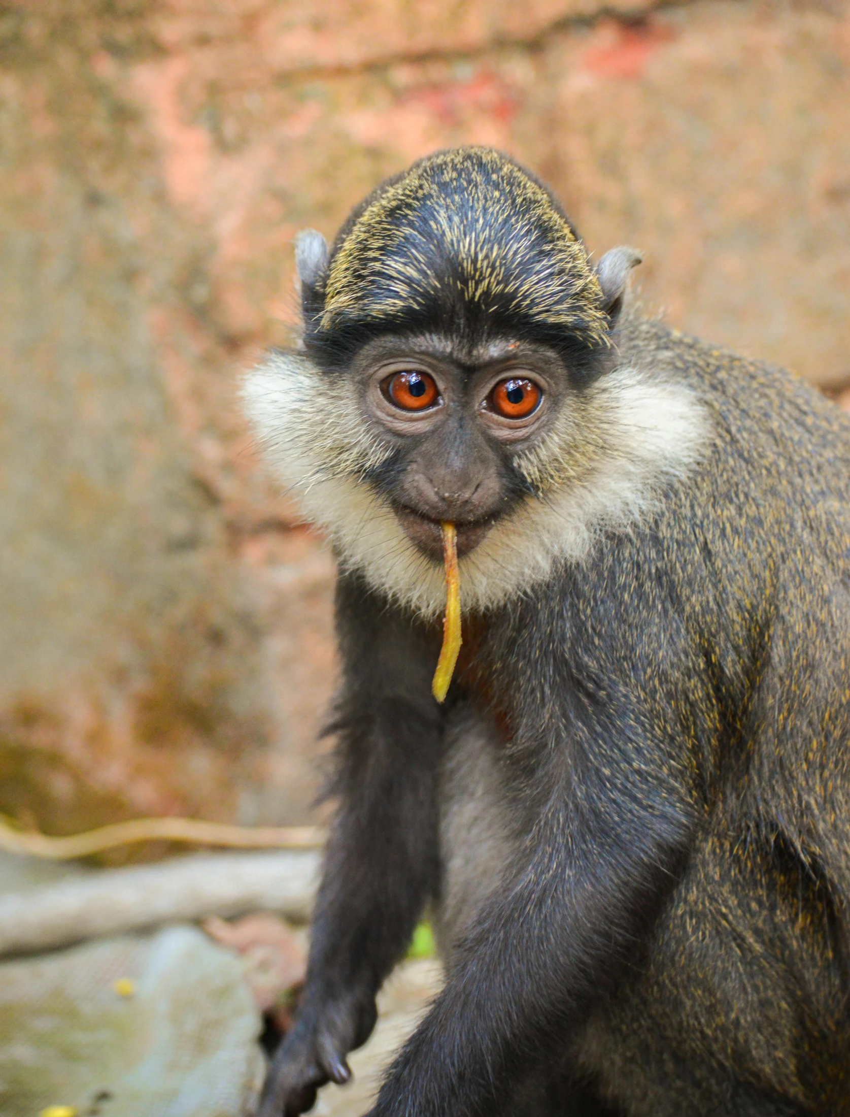 a monkey sitting on a rock eating a banana, pexels contest winner, grey ears, multicoloured, african facial features, museum quality photo