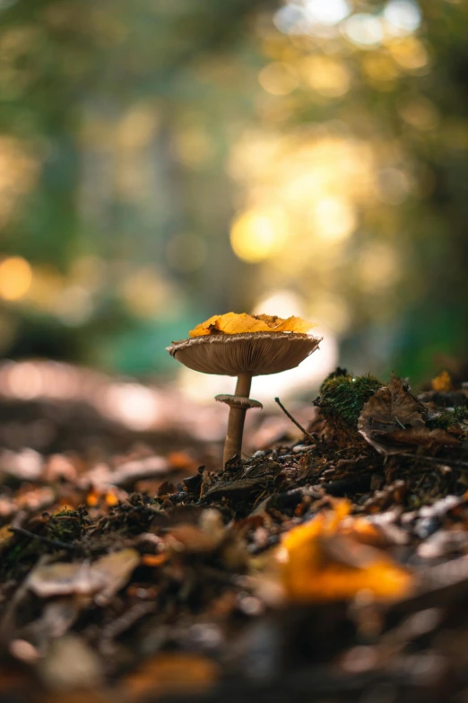 a mushroom sitting on top of a pile of leaves, by Andries Stock, unsplash contest winner, paul barson, ground view shot, golden glow, tall