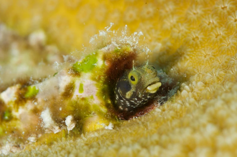 a close up of a fish in a piece of food, reefs, birdeye, jen atkin, fluffy green belly