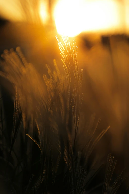 a close up of a plant with the sun in the background, by David Simpson, pexels contest winner, romanticism, golden grasslands, medium format. soft light, harvest, today\'s featured photograph 4k