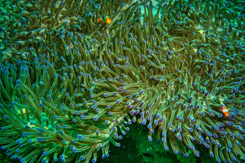 a close up of a green sea anemone, by Gwen Barnard, pexels, coral underwater colorful, rectangle, ultra high resolution, shot on sony a 7 iii