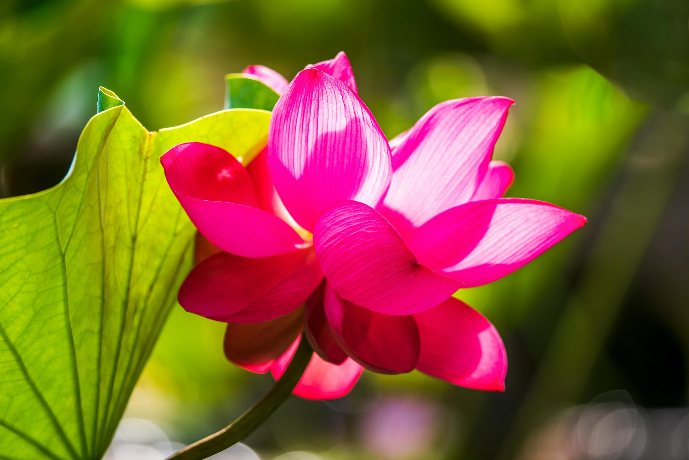 a pink flower sitting on top of a green leaf