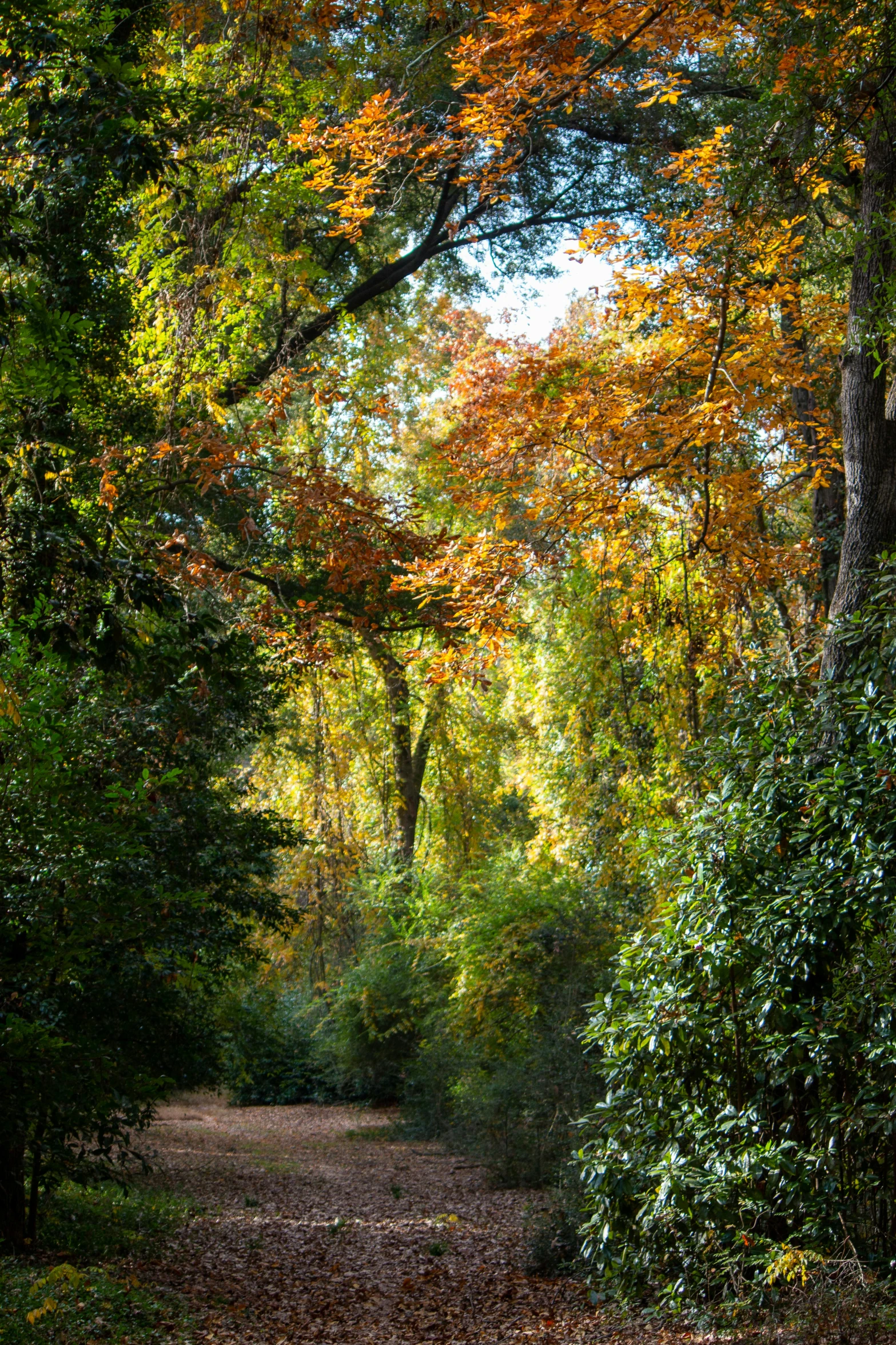 a red fire hydrant sitting in the middle of a forest, inspired by Ivan Shishkin, soft autumn sunlight, slide show, eucalyptus trees, multicoloured