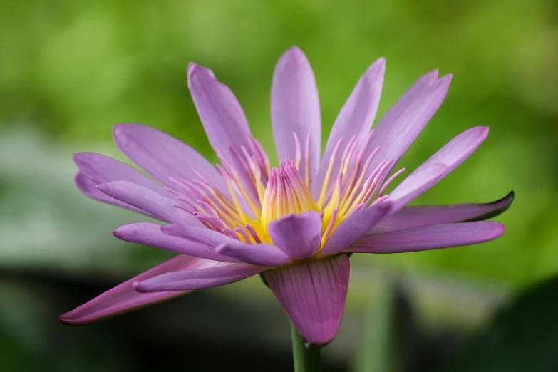 a close up of a purple flower with a green background, unsplash, hurufiyya, nymphaea, pink yellow flowers, no cropping, triumphant