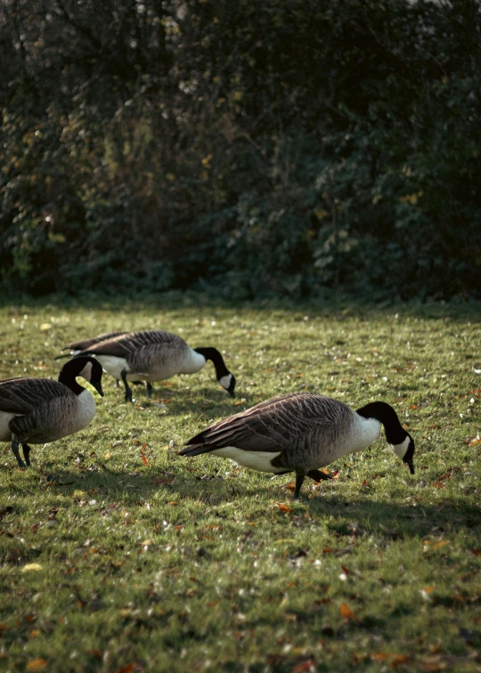 a flock of geese standing on top of a lush green field, a photo, pexels, eating, canada goose, 2022 photograph, autumn