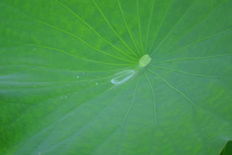 a close up of a leaf with water droplets on it, by Maeda Masao, unsplash, hurufiyya, nymphaea, hd footage, underside, on a planet of lush foliage