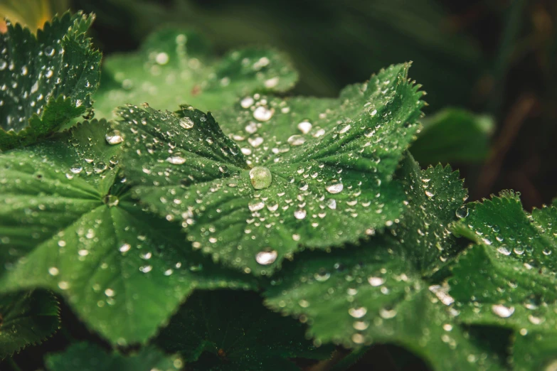 a close up of a plant with water droplets on it, inspired by Elsa Bleda, unsplash, hurufiyya, ultradetailed photorealistic, emeralds, 8k octan photo, high angle shot