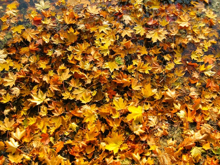 a fire hydrant sitting on top of a pile of leaves, pexels, hurufiyya, lake filed with molten gold, 1 6 x 1 6, pattern, 19th-century