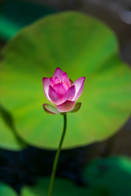 a pink flower sitting on top of a green leaf, a picture, by Reuben Tam, unsplash, renaissance, lily pad, vietnam, lpoty, beautiful singularities