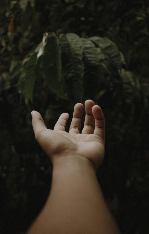 a person holding their hand up in the air, by Robbie Trevino, pexels, in the jungle, gently caressing earth, manicured, slightly turned to the right