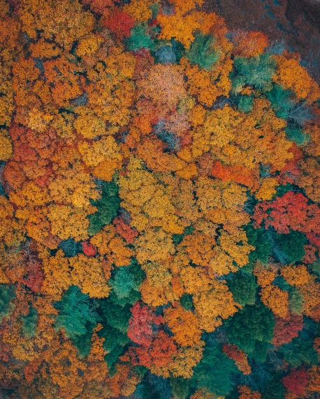 an aerial view of a bunch of trees, unsplash contest winner, color field, falling leaves, 8k resolution”, ((trees)), colors orange