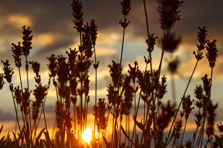 the sun is setting behind some lavender bushes, by David Simpson, unsplash, fan favorite, red grass, seen from below, flowers