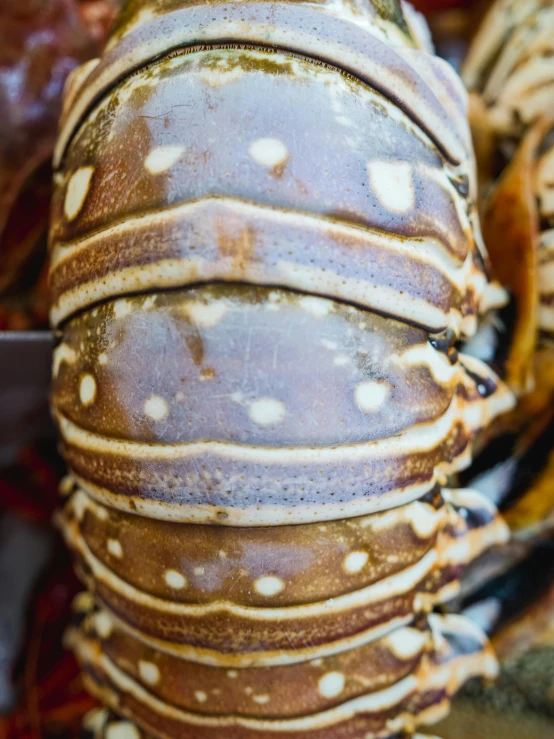 a close up of a bunch of lobsters, by Anna Findlay, unsplash, hurufiyya, instagram story, abalone, top and side view, market