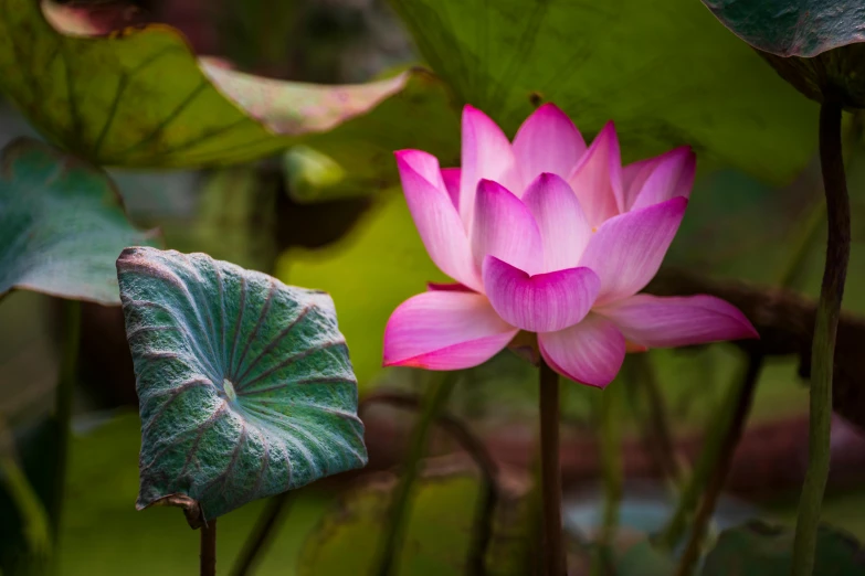 a pink lotus flower surrounded by green leaves, unsplash, fan favorite, laos, fine art print, half image