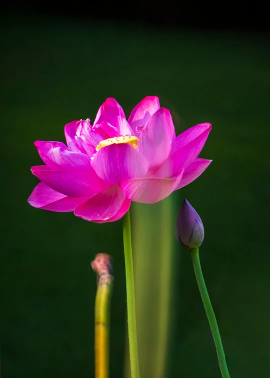 a pink flower sitting on top of a lush green field, standing on a lotus, paul barson, photograph