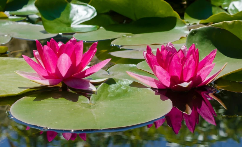 two pink water lilies floating on top of a pond, inspired by Monet, unsplash, hurufiyya, fan favorite, full device, fragrant plants, award - winning