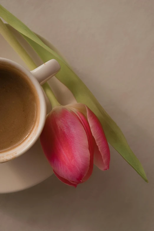 a cup of coffee next to a pink tulip, daily specials, soft shade, no cropping, hearty breakfast