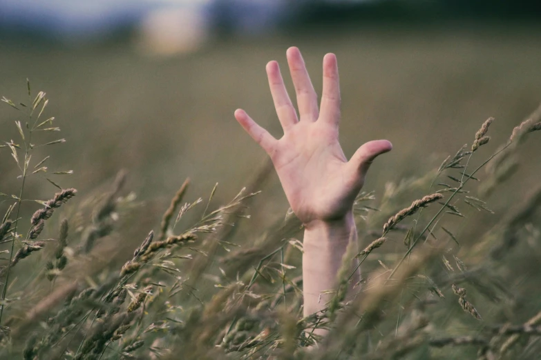 a hand reaching out of a field of tall grass, unsplash, hunger, waving at the camera, from horror movies, instagram post