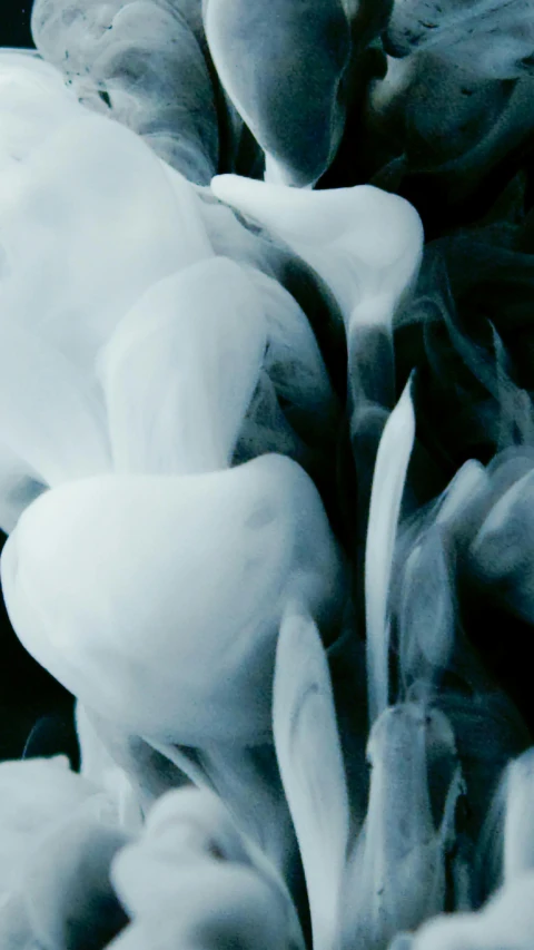 a black and white photo of a bunch of flowers, inspired by Edward Weston, unsplash, lyrical abstraction, fluid coloured smoke, swans, 4 k close up, milk dripping