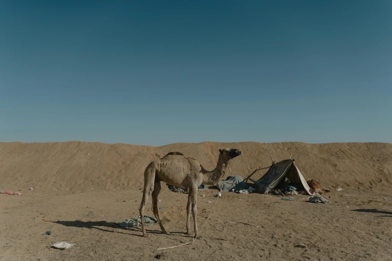 a camel that is standing in the dirt, by Nathalie Rattner, makeshift houses, 8 k wide shot, stefan koidl, 8 k hi - res