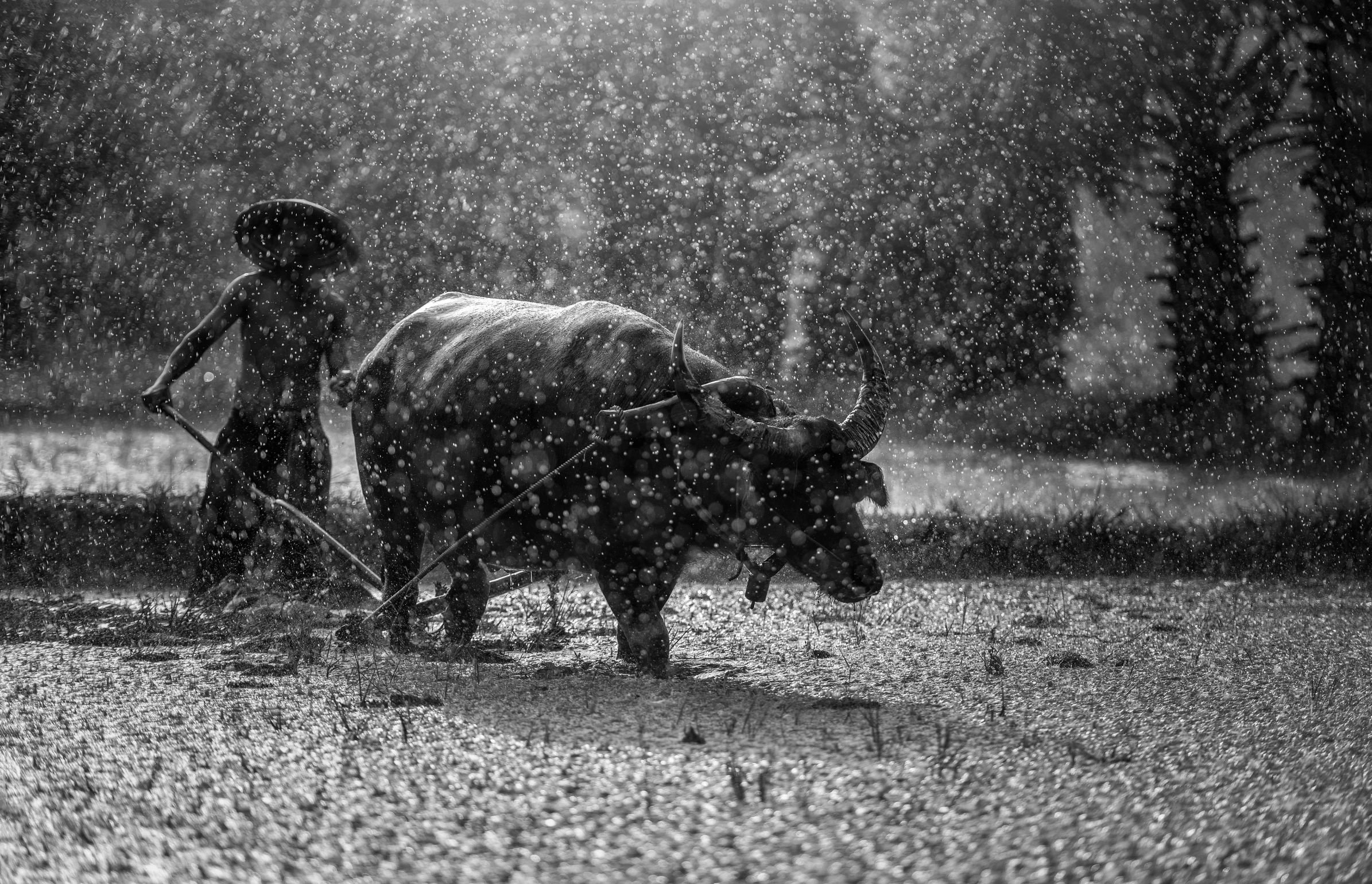 a black and white photo of a man plowing a field with a cow, by Paweł Kluza, pexels contest winner, covered in water drops, half man half asian black bull, rice, 64x64