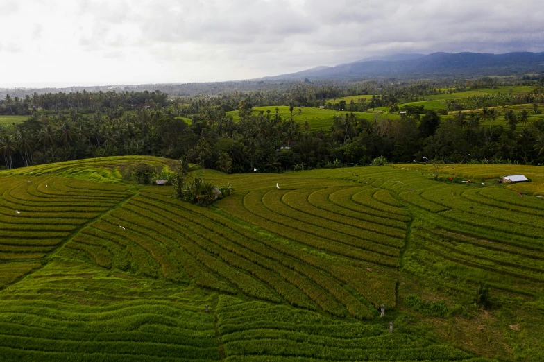 a group of people standing on top of a lush green field, by Daren Bader, pexels contest winner, hurufiyya, bali, panoramic view, slide show, ready to eat