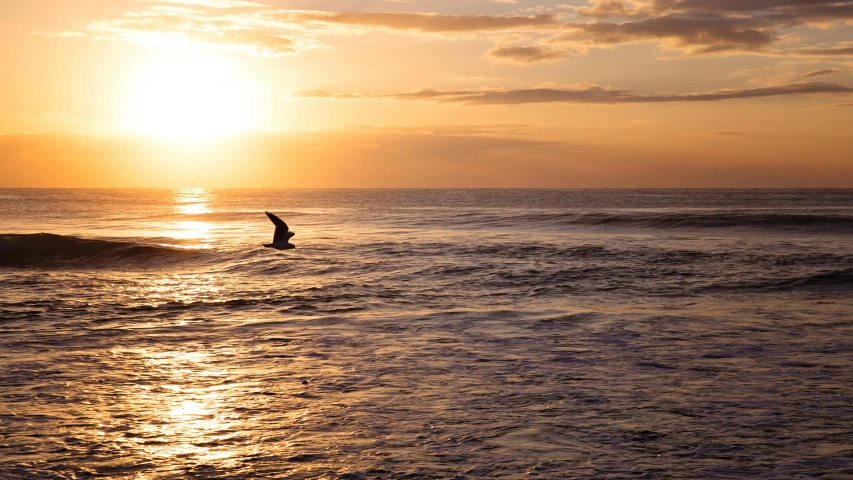 a man riding a wave on top of a surfboard, by Carey Morris, pexels contest winner, flying through sunset, bird flying out of water, shoreline, facing away